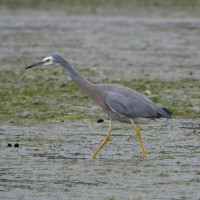 White-faced Heron